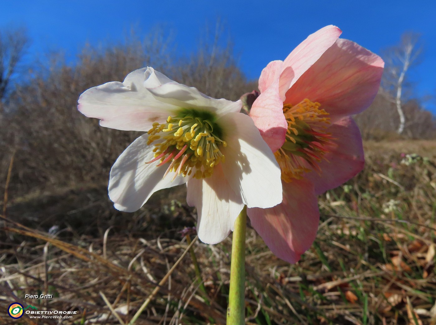 21 Helleborus niger (Elleboro) verso la fruttescenza.JPG